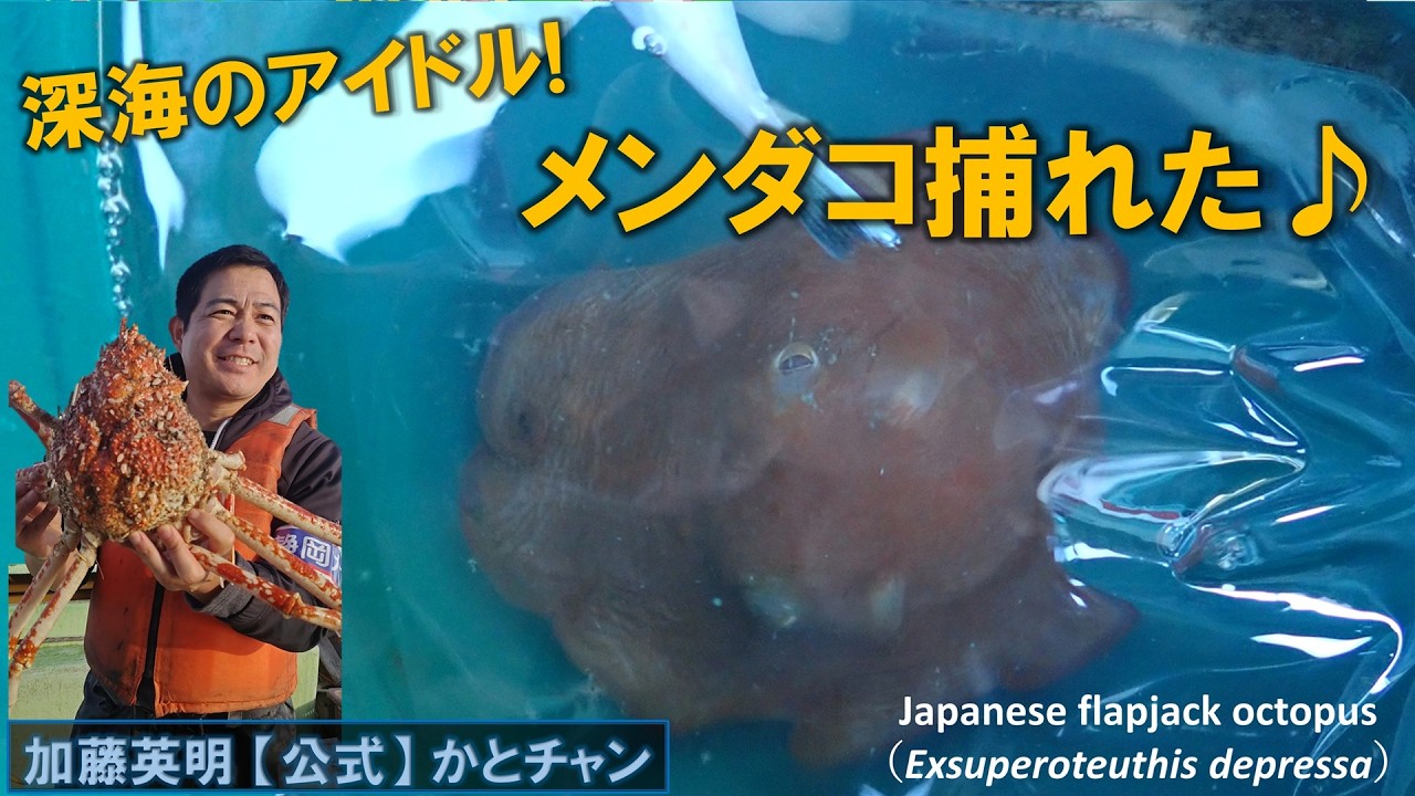 メンダコ捕れた!深海のアイドル!Flapjack octopus, Exsuperoteuthis depressa.Deep sea creatures in JAPAN≫加藤英明【公式】かとチャン