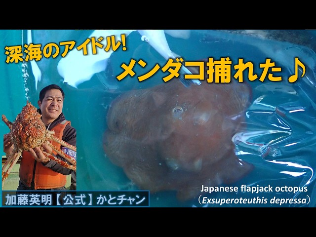 A flapjack octopus was caught! The idol of the deep sea! Flapjack
