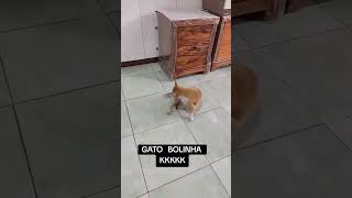 GATO BOLA #pet #gargalhadas #risada #pets
