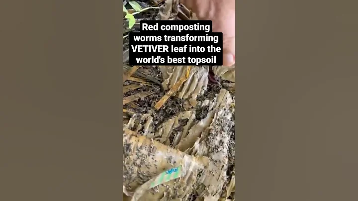 Turning waste in the wealth ( VETIVER TECHNOLOGY SOLUTIONS ) INTERNATIONAL