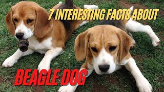 Beagle Dog - 7 Interesting Facts about Beagle Breed