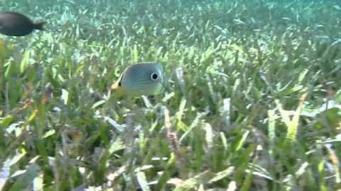 Foureye Butterflyfish by William B Tomanek