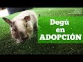 ADOPCIÓN: Pelusín el DEGÚ HERIDO