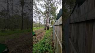 Hung up Tree Removal #arborist #treefelling #treelopping #clogger #cloggerzero #treeremoval