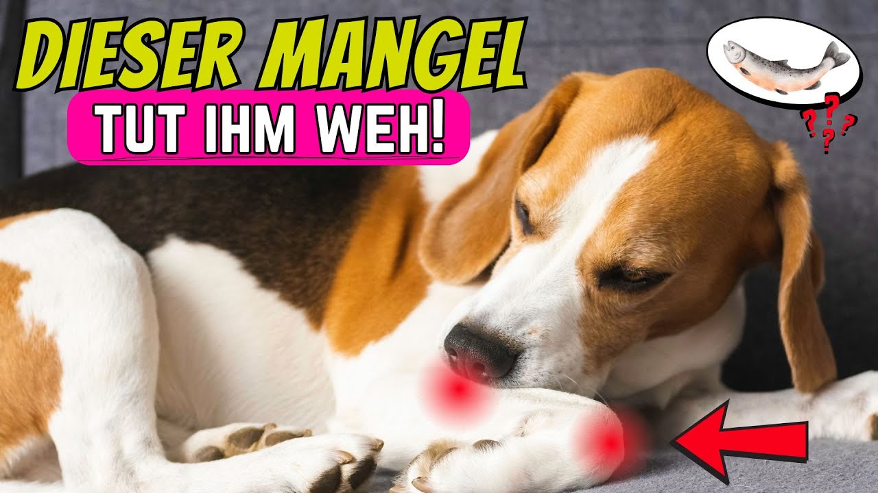 Omega-3 Mangel: Schlechtes Futter zerstört die Hundegelenke 😮
