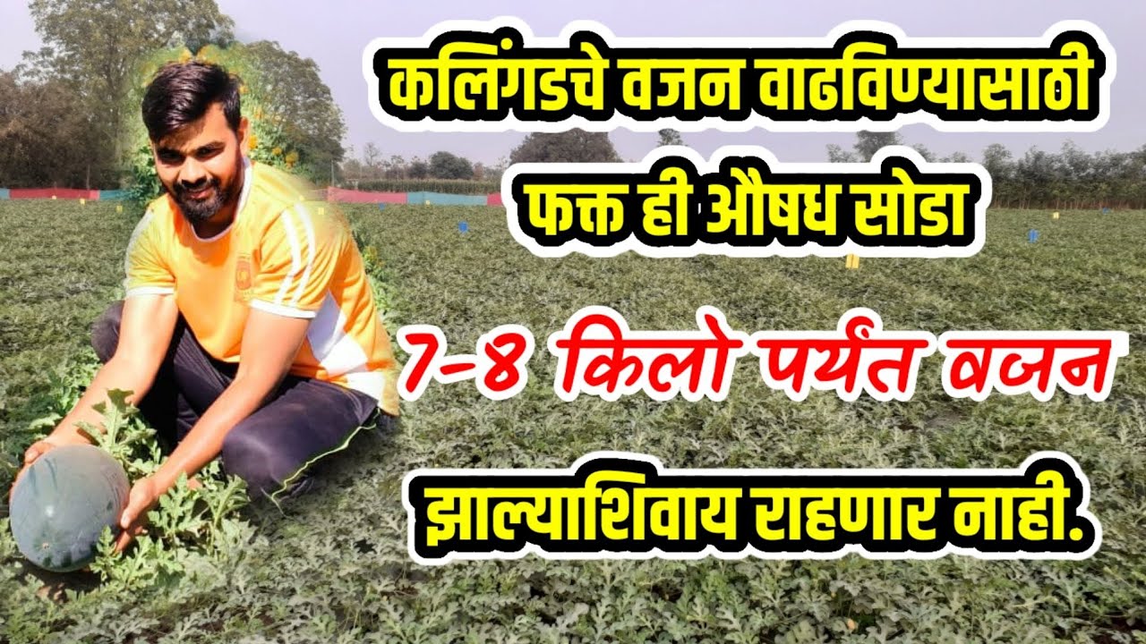 फक्त हे औषध ड्रीपने सोडा कलिंगडचे वजन 7-8किलो पर्यँत वाढेल।खर्च फक्त 70रुपये