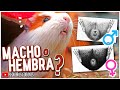 Como SABER si mi CUYO es HEMBRA O MACHO