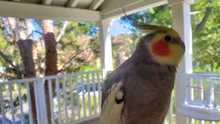 Out day for the birbs!