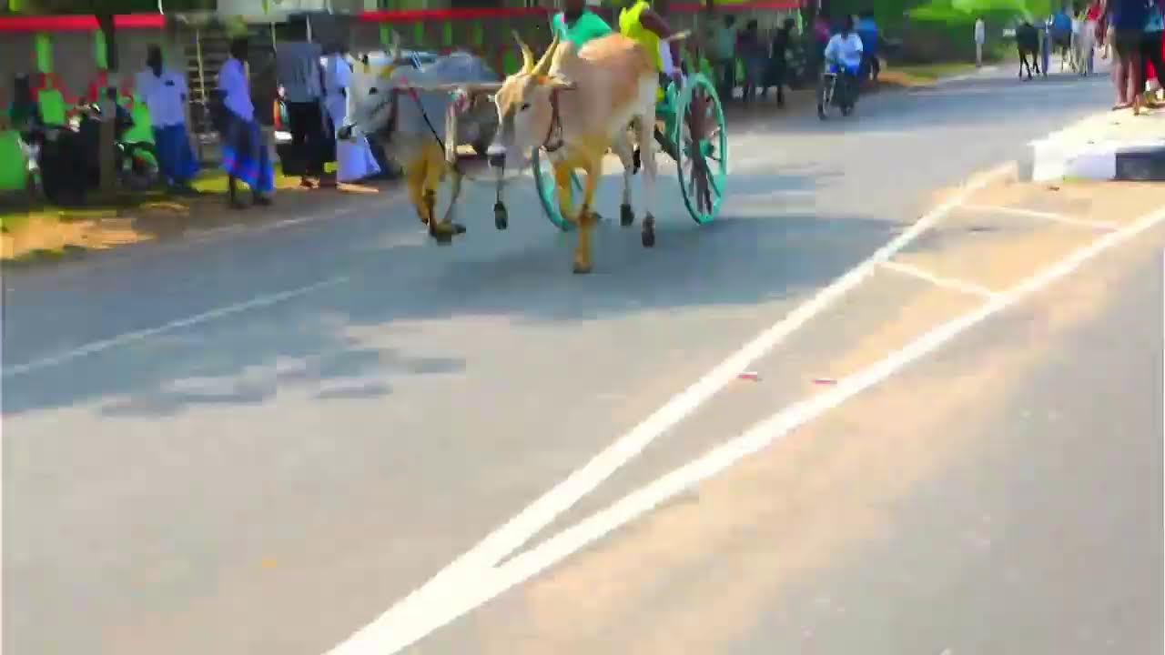 ⭕LIVE|சின்னமாடு-2 தேவரம்பூர் 22,026ஆயிரம் யாருக்கு??|Thevarampur chinnamaadu நேரலை 2026