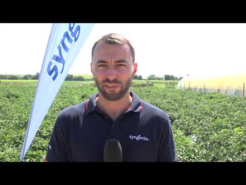 Видео: Високодобивни самоопрашващи се сортове краставици за открита земя