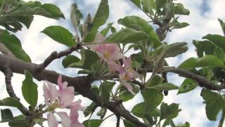 The Apple Tree Blossoming