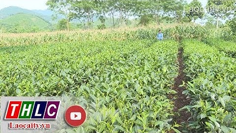 Phân bón hữu cơ - giải pháp sản xuất nông nghiệp an toàn | THLC