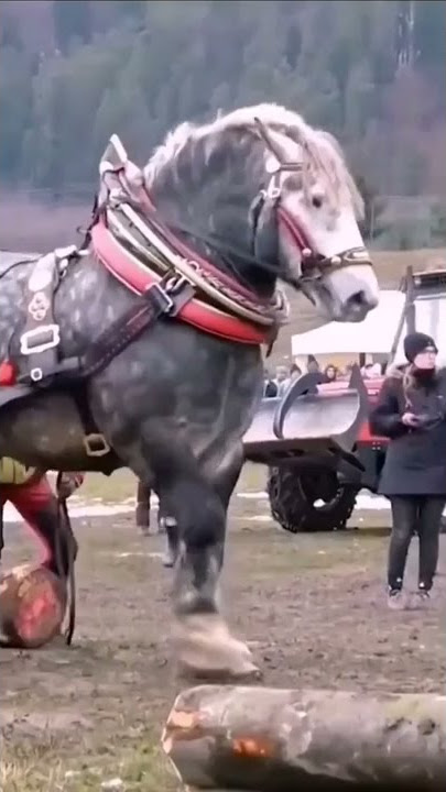 VIRAL KUDA TERBESAR DI DUNIA ADA DI INDONESIA???????