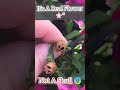 This Skull Flower Is Real 😨#facts #short video