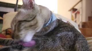 Thai cats, American curl cat, Persian cat and Scottish Fold cat:Thai cat grooming.........