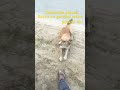 Rocky ko gandha rehna pasand nhi #dogshorts #doglife #doglove #dogtraining #Dogyoutube
