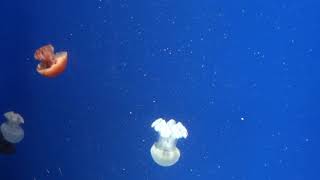 Jellyfish - Phylum Cnidaria