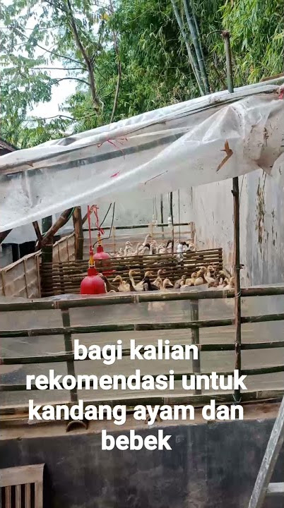 cara bikin kandang bebek atau ayam dengan bambu dan plastik