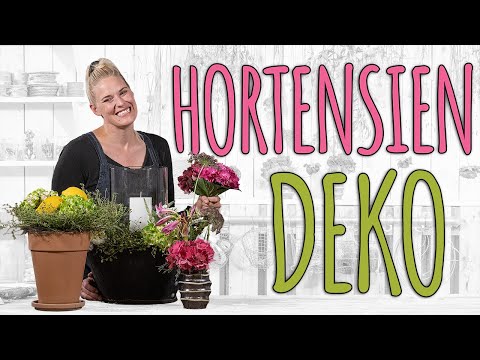 Video: Hortensienblüten - was gibt es Schöneres?