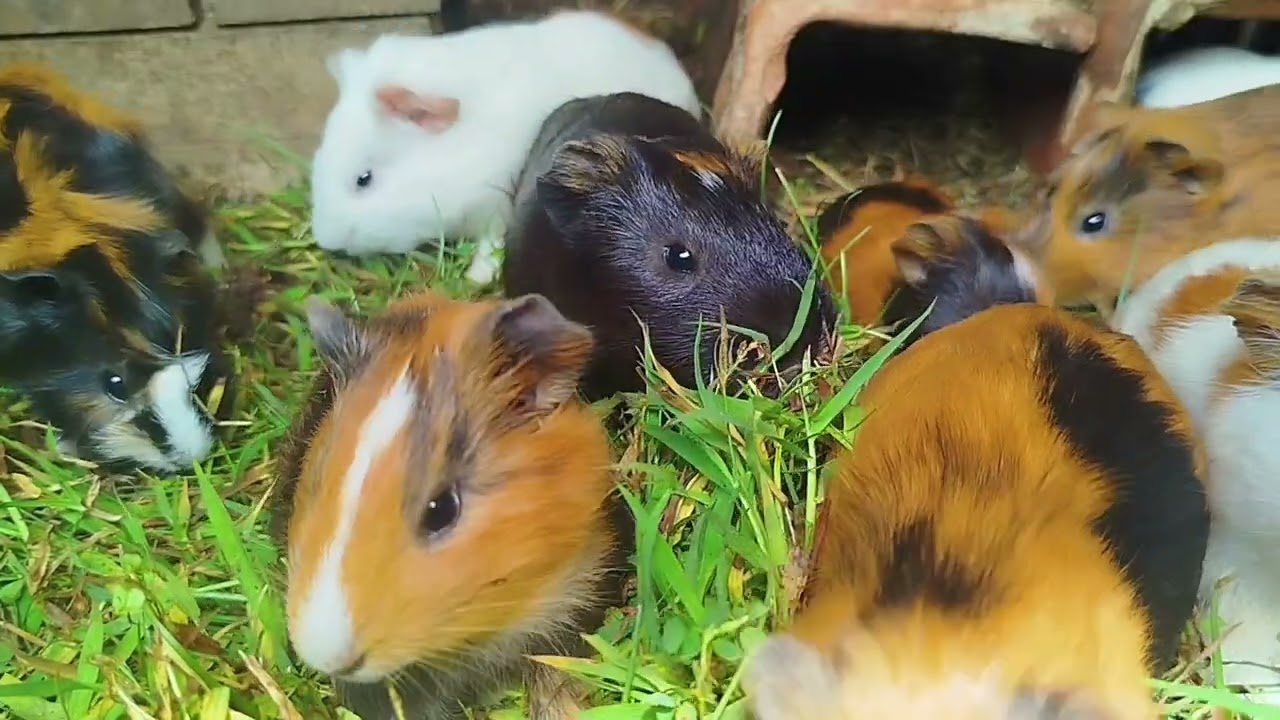 Hunger waiting for food that never comes | Daily Broku Guinea Pig 