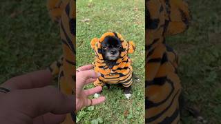 Celebrity TIGER POKÉMON PUDDIN ❤️🐯 Net Worth