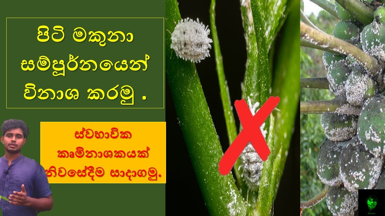 පිටි මකුනා සම්පූර්නයෙන් විනාශ කරමු | How to control mealybugs