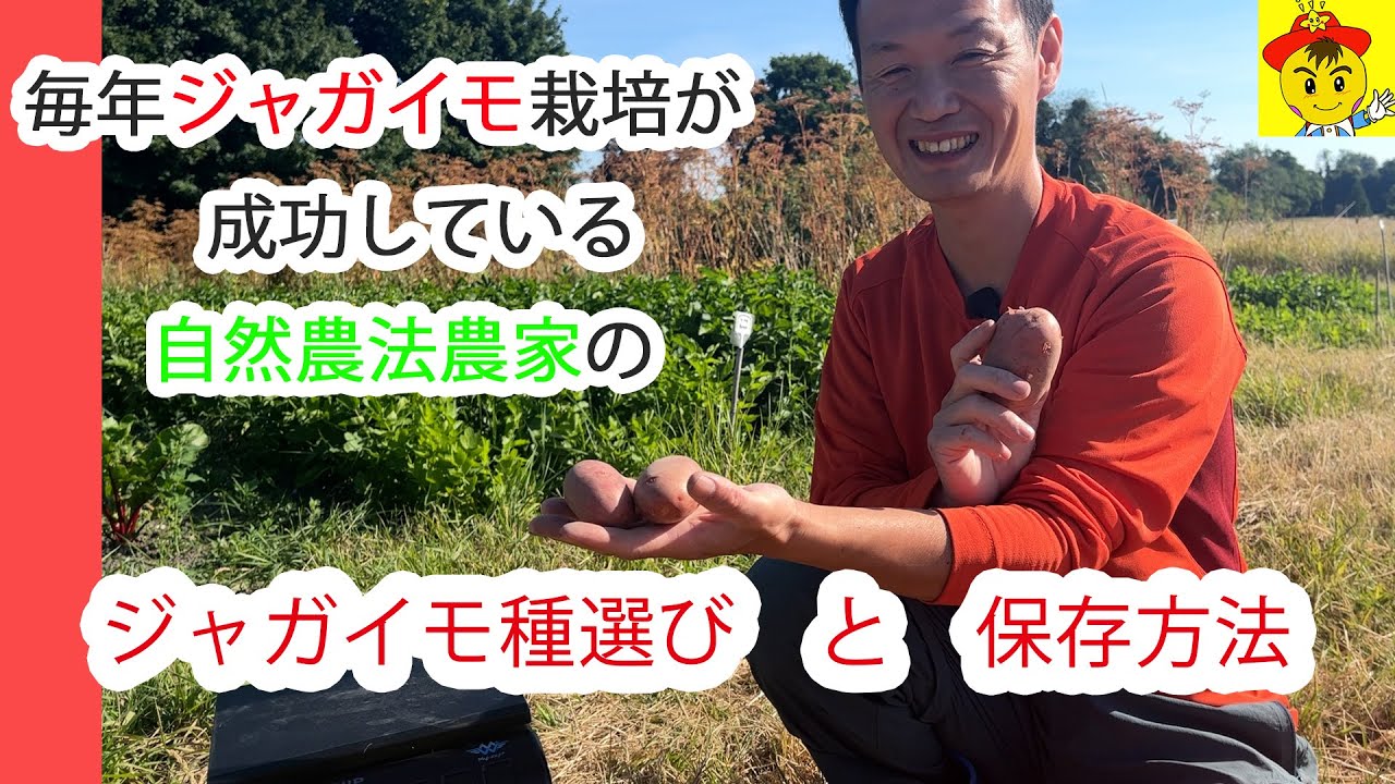 Natural farming自然栽培じゃがいも 食育ウェルビーイング 七田式 Natural farming自然栽培じゃがいも 食育ウェルビーイング 七田式