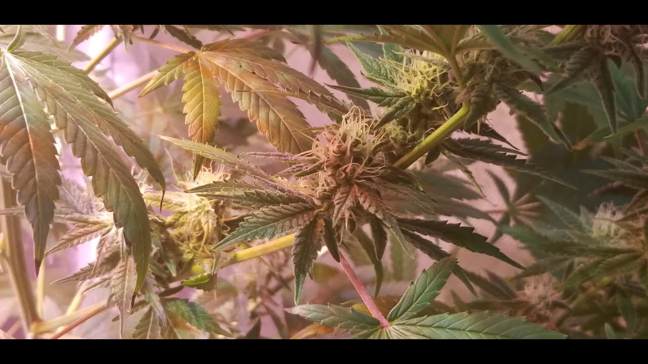 2 months and 3 weeks old Indoor weed plant. Grown in tent