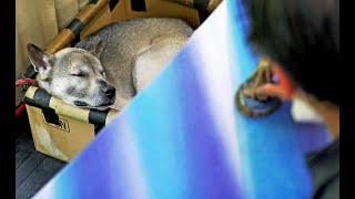 工房は僕が守る　染色工房の紀州犬「十兵衛」・京都
