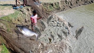 Million Of Big Fishes Jumping Out of Water | Amazing Fish Catching Video using a Fishing Net