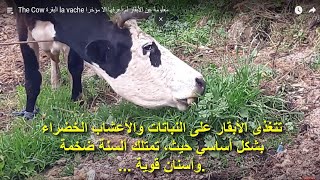 The Cow البقرة la vache معلومة عن الأبقار لم أعرفها الا مؤخرا