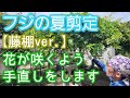【フジの夏剪定(藤棚)】軽やか&翌年の花付きが向上する手入れ(2026年6月)🌿🎶