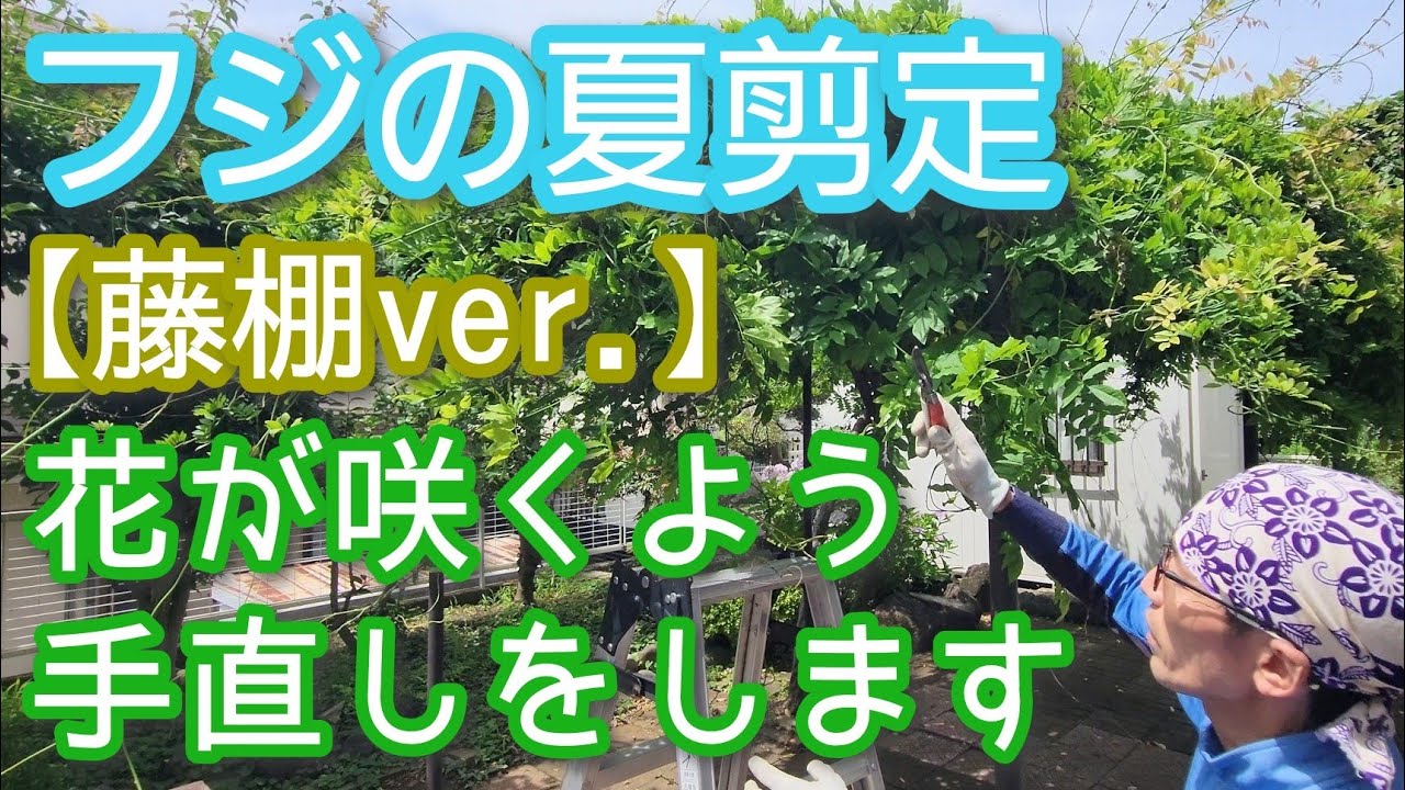 【フジの夏剪定(藤棚)】軽やか&翌年の花付きが向上する手入れ(2026年6月)🌿🎶