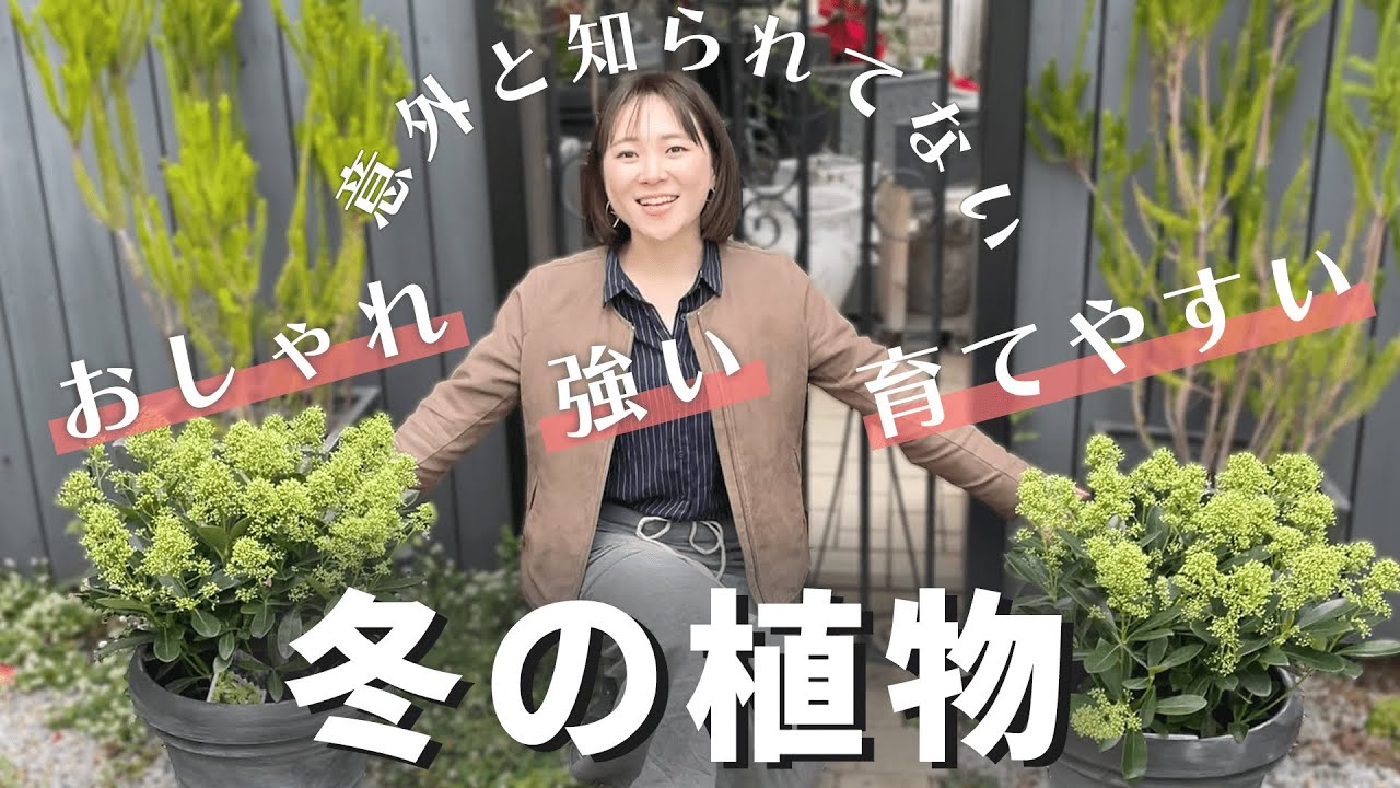 【意外と知られてない！】 おしゃれで強くて育てやすい冬の植物