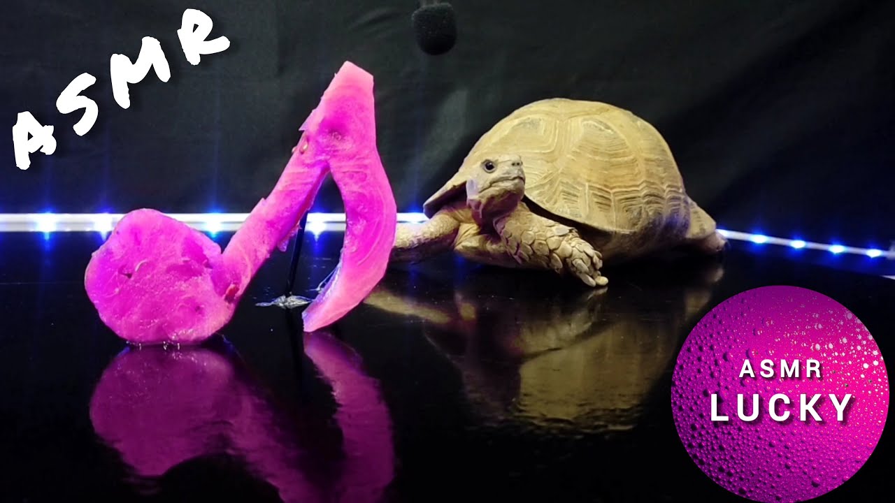 ASMR Mukbang Eating Music 🐢 Turtle Tortoise 2 