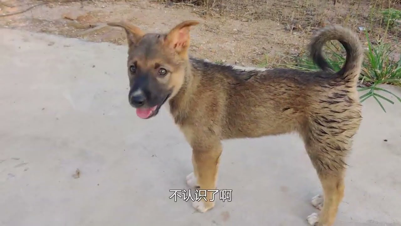 两只狗确认地位中，一起去户外散散心