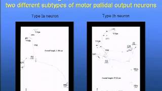 Anne Blood - Understanding the puzzle of motor control: A systems level approach