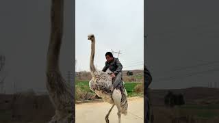 Wild Ostrich Ride Goes Viral - You Won't Believe This Wild Ostrich Ride Goes Viral - You Won't Believe This