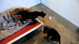 Rescue pups - Adopted!  3 Shepherd hound lab mix. 8 weeks old