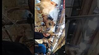 khatarnak janwar j.d.c Qurbabi 2k26 #khatarnakjanwar #mandiupdate #qurbani2026 #foryou #viralvideo