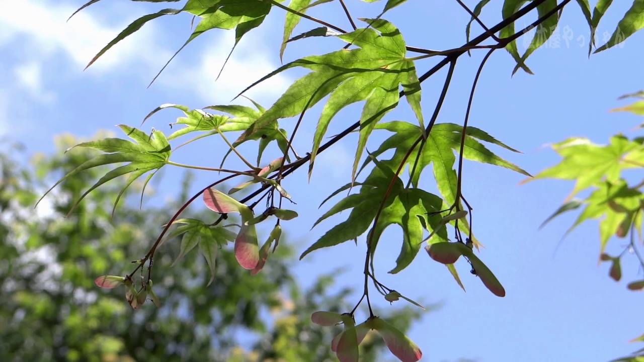 山採り自然樹オオモミジ販売 秋元園芸