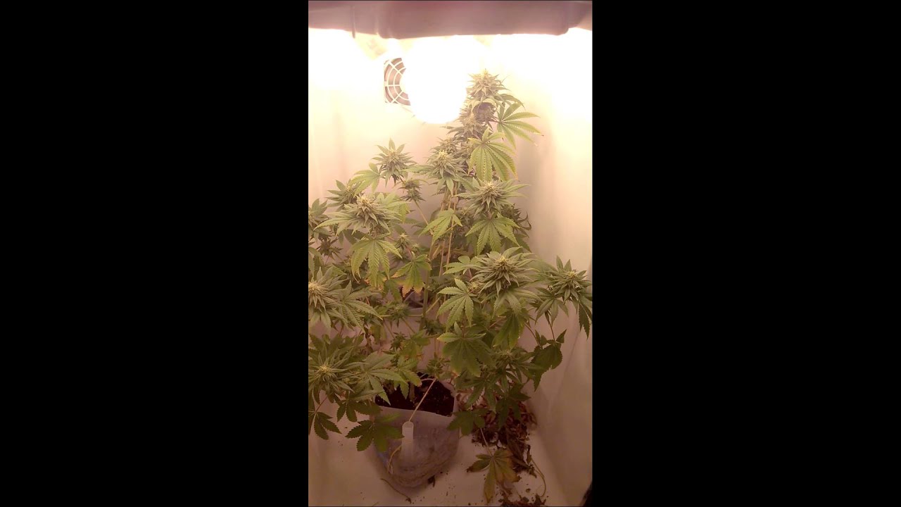 CFL Grow Box flower week 7