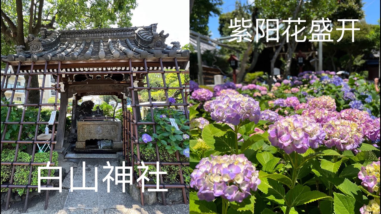 白山神社紫阳花 绣球花 盛开 Hydrangeas Are Blooming Beautifully At Hakusan Shrine Youtube
