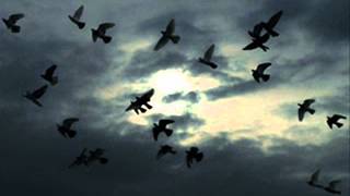 Parvaz - Parvaz پرواز - آلبوم پرواز
