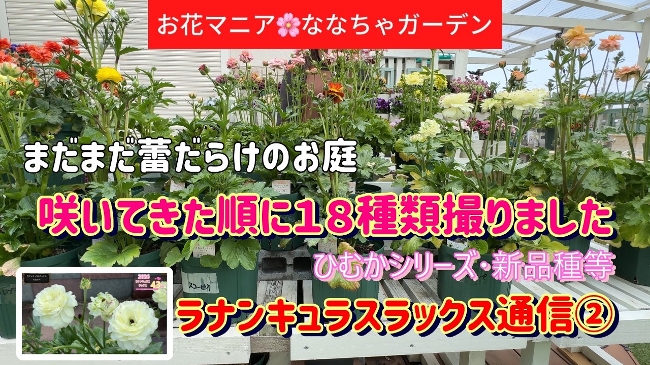 18 varieties in order of blooming] Ranunculus Lux still has lots