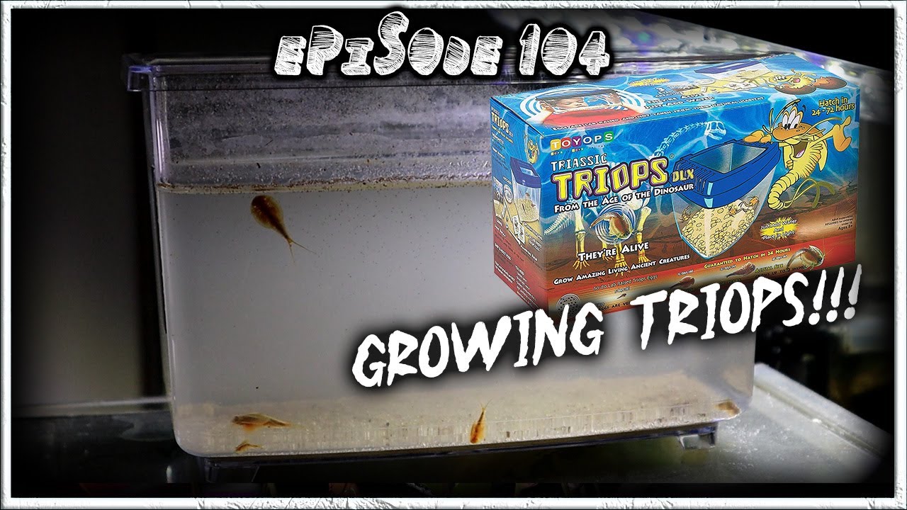 Triassic Triops Deluxe Kit (Days 1-8) 