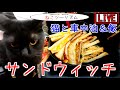 【猫と車中泊】パンで挟む
