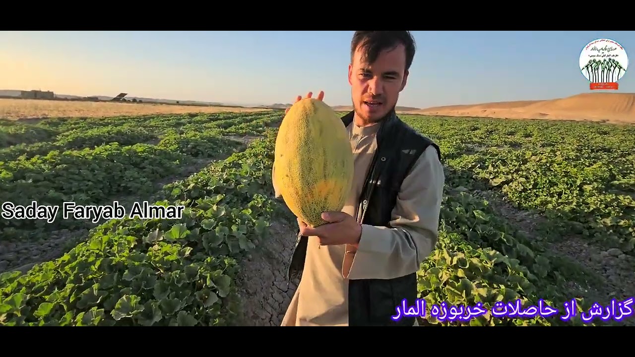 آیا تا به حال خربوزه آب نبات دیده و خورده اید؟ پس سربزنید به این آدرس 