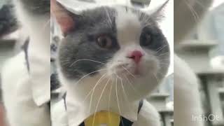 Funny Videos With Cats And Dogs Cute Cats Funny Videos.