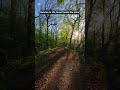 Sunrise in the forest heals the mind 🌿#nature#sunrise#forest roads#peace#short